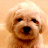 reggina_005